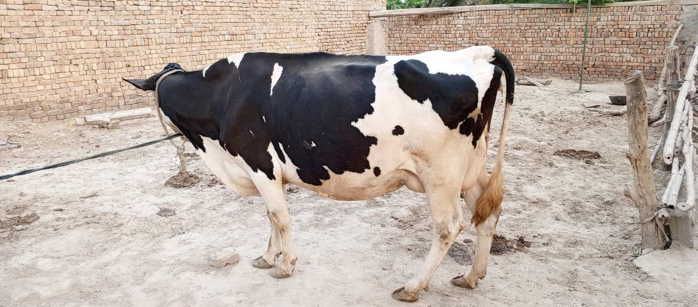فریزن گائے برائے فروخت 9