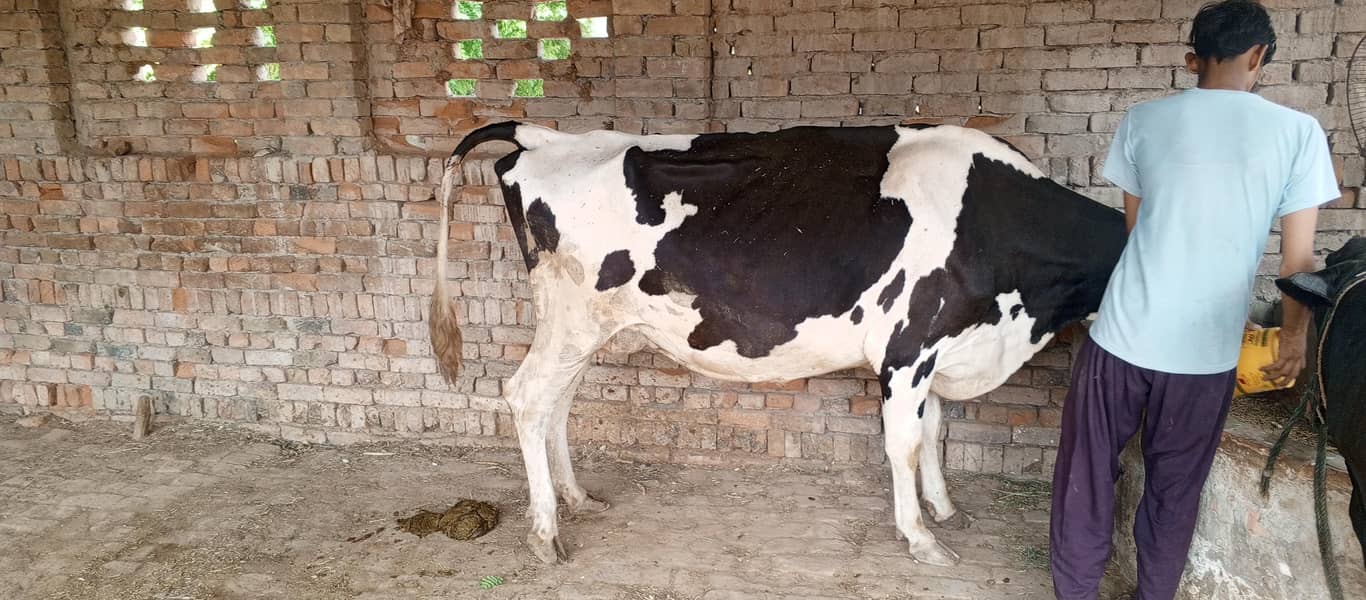 فریزن گائے برائے فروخت 11