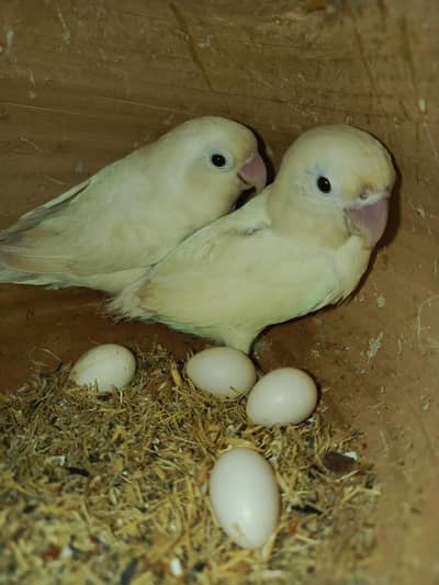 love Birds