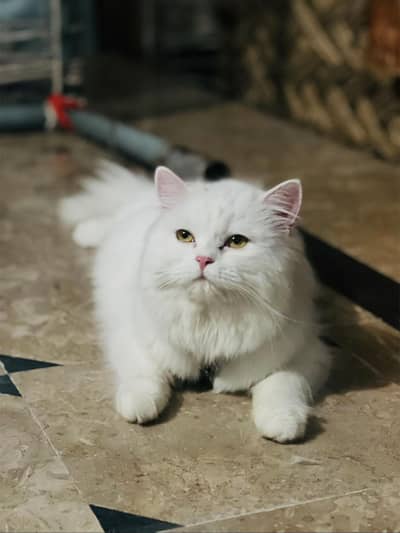 Parisian triple coat Long hair