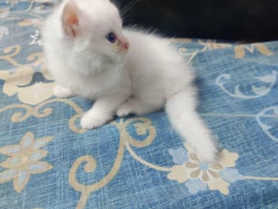Persian kitten