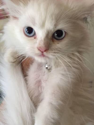 playful and healthy male cat triple coat