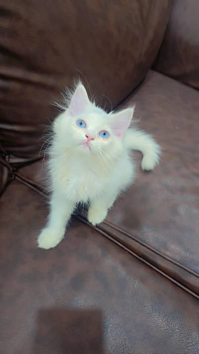 Persian male kitten With blue Eyes litter trained