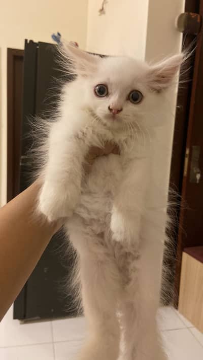 Kitten for sale