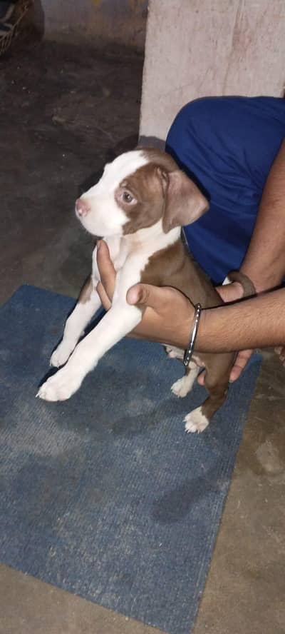 American pitbull