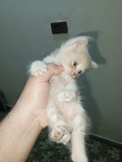 2Beautiful Persian Double Coated kittens for sale
