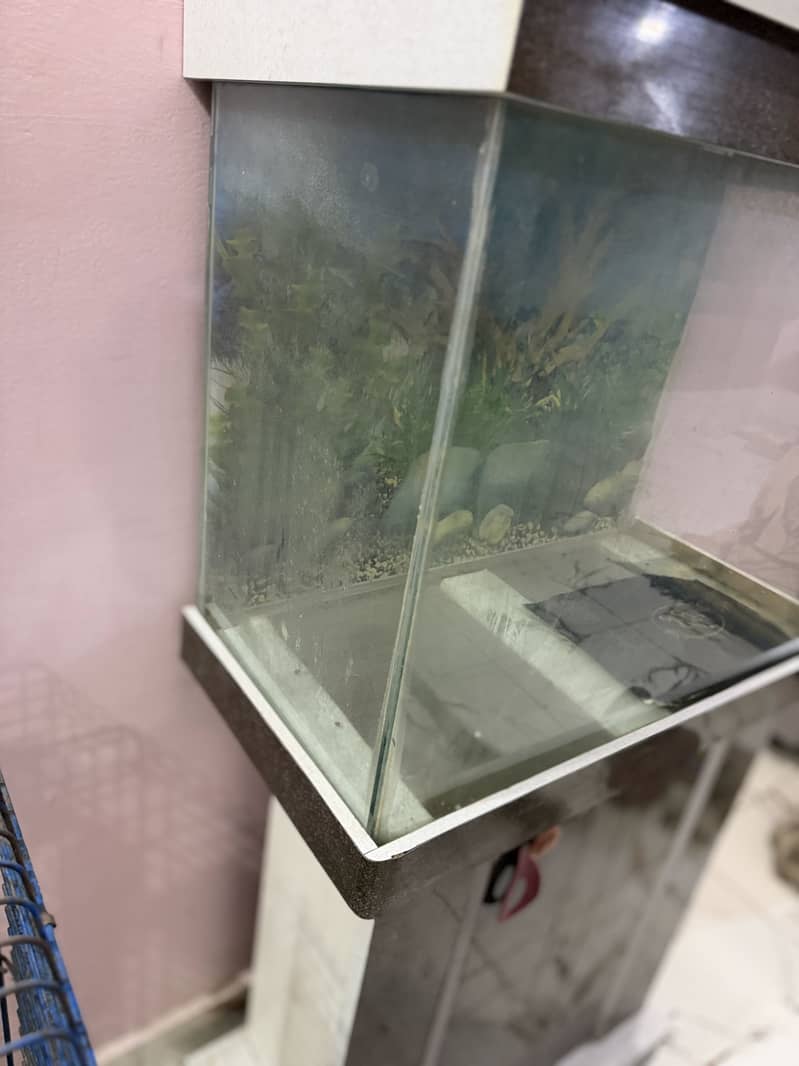 Fish aquarium 2