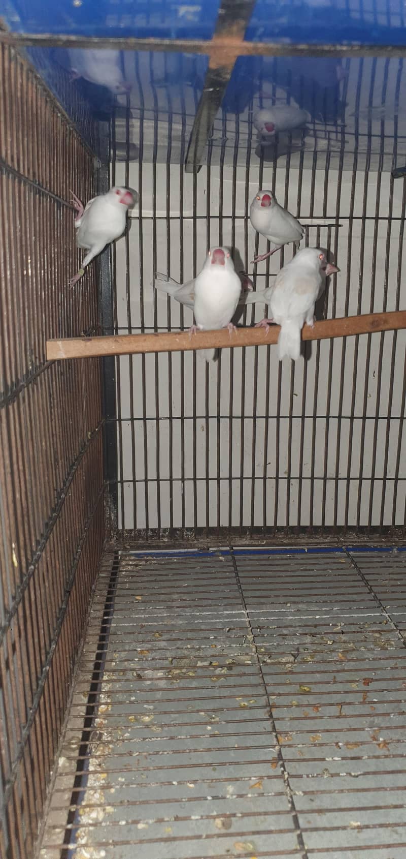 fawn java and albino java for sale  0321/44/35/484 1
