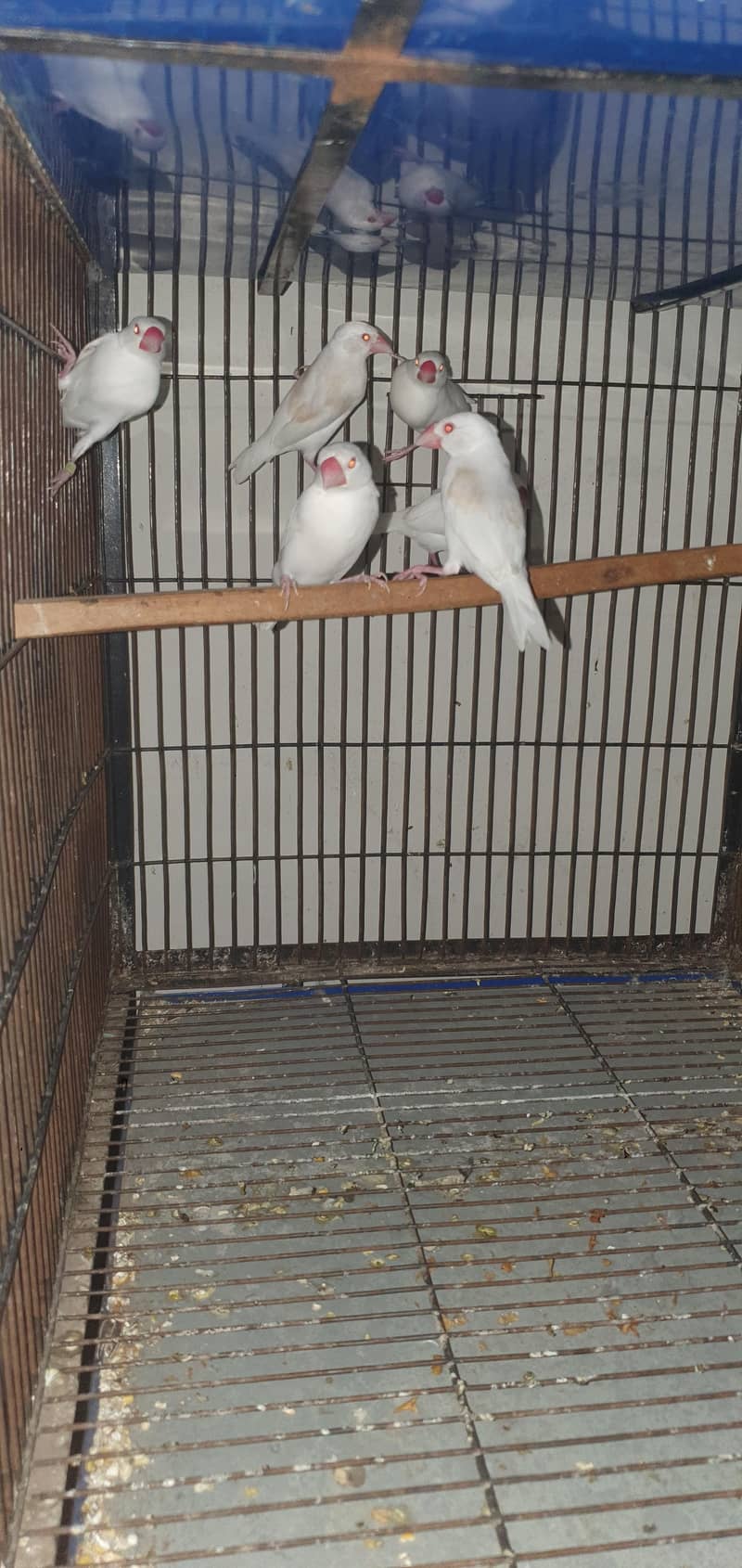 fawn java and albino java for sale  0321/44/35/484 2