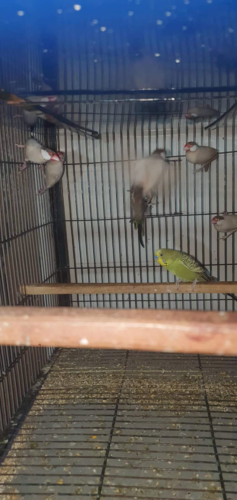 fawn java and albino java for sale  0321/44/35/484 3