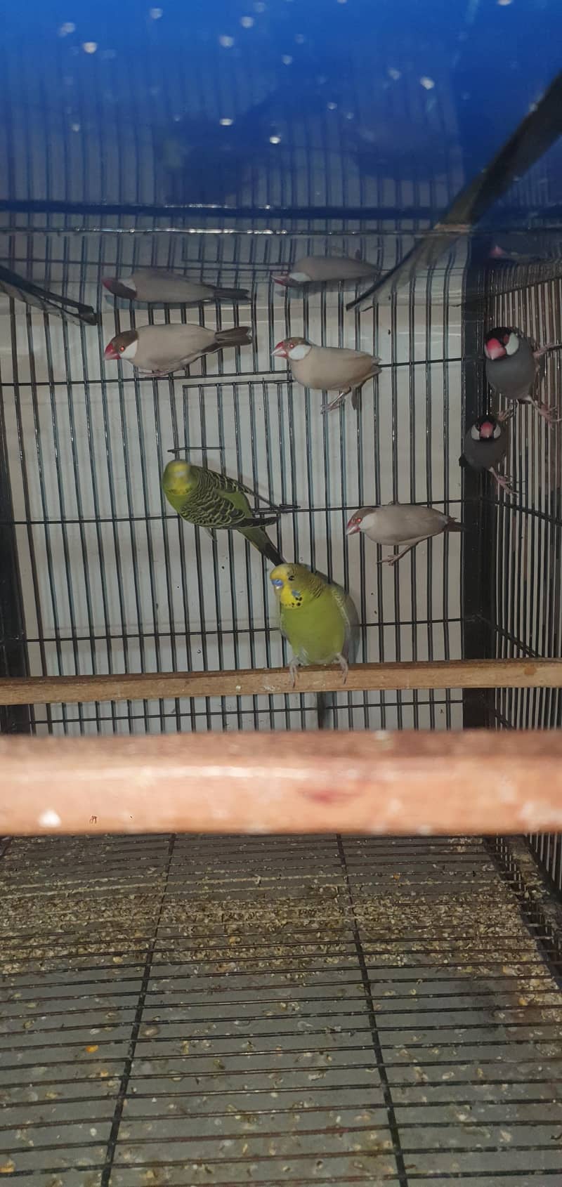 fawn java and albino java for sale  0321/44/35/484 4