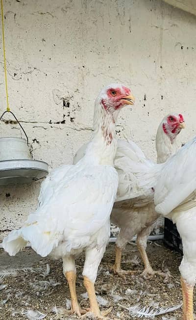 Qandhari White High Quality Females For Sale