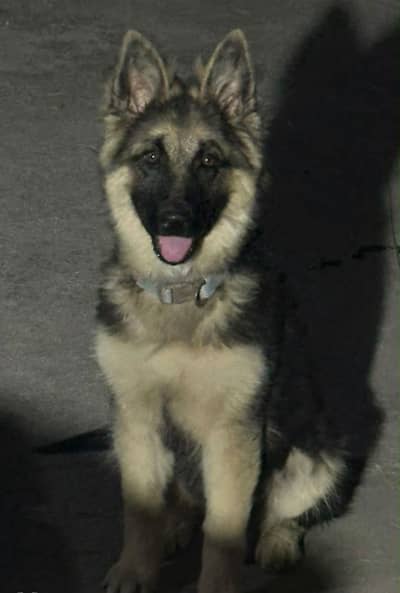 German shepherd female pedigree