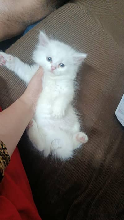 persian kitten for sale
