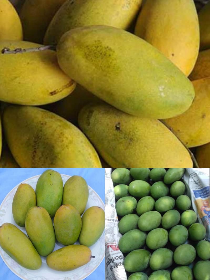 Mango's 1