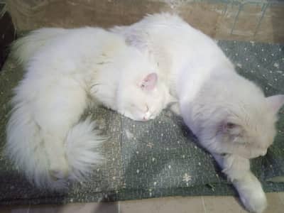 Pure White Persian Male & Female Cats Available