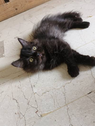 Persian kitten