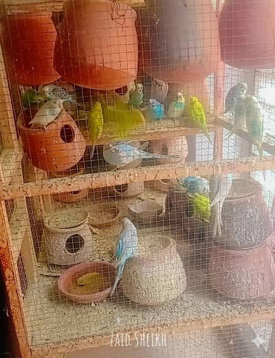 kafi zada australian parrots hain with cage and kuggay all setup for s