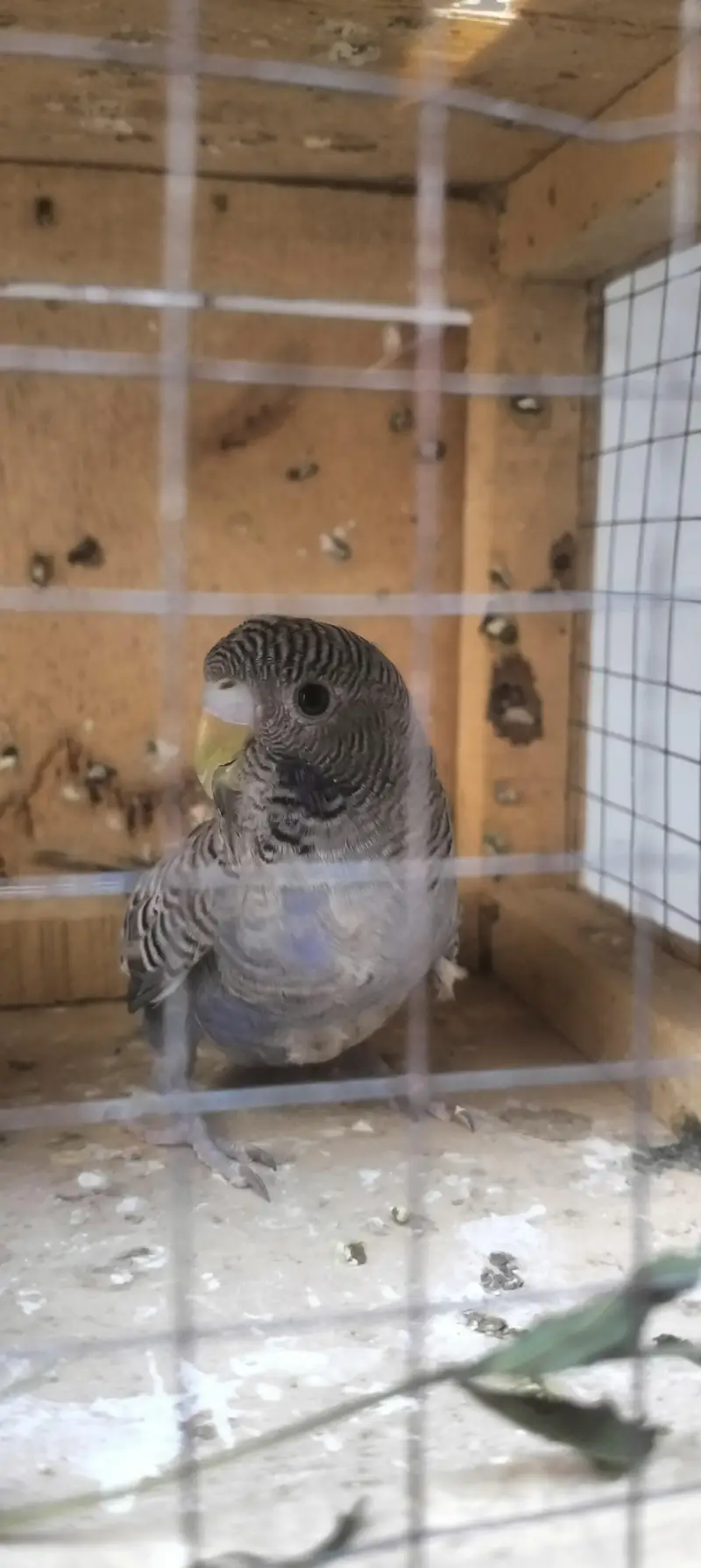 budgie , lovebirds, hogo — photo 3