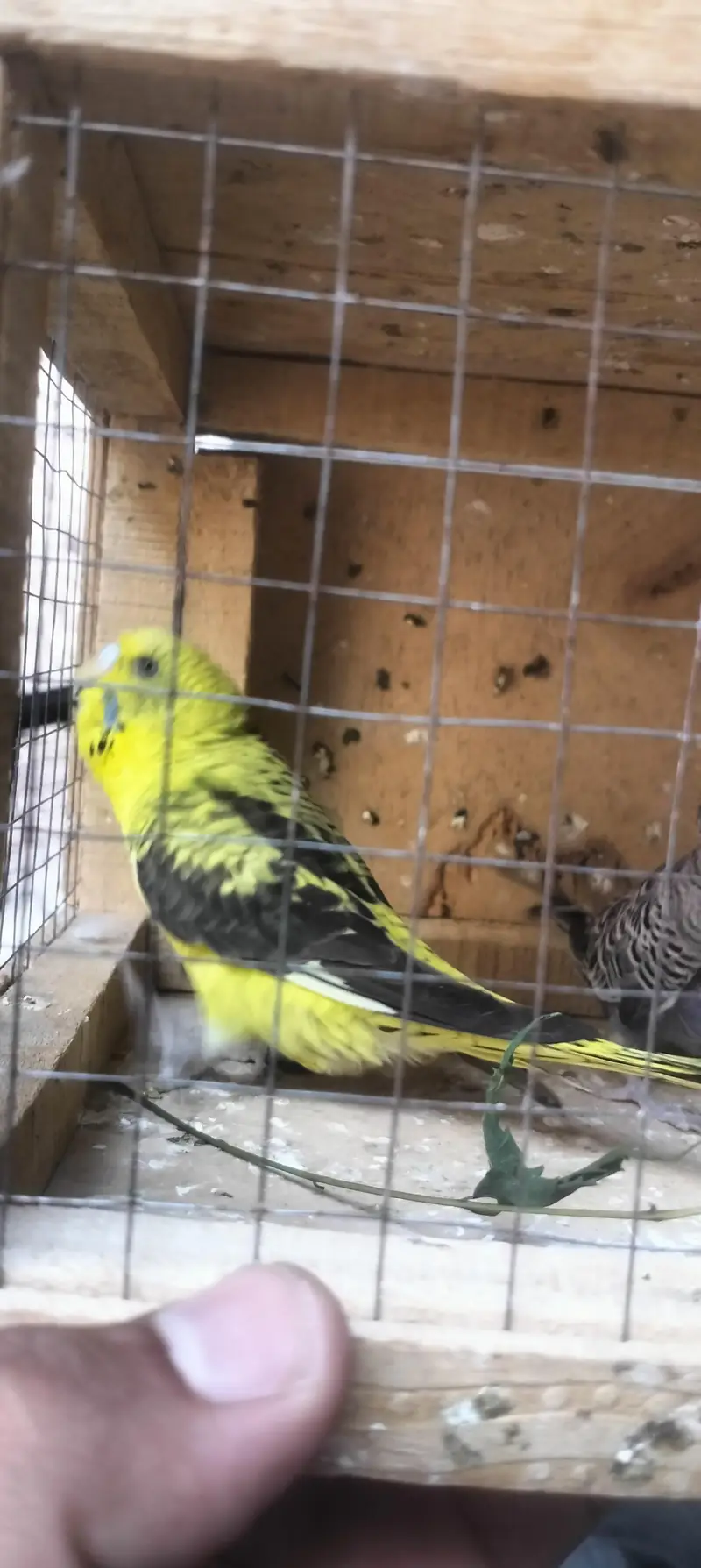 budgie , lovebirds, hogo — photo 4
