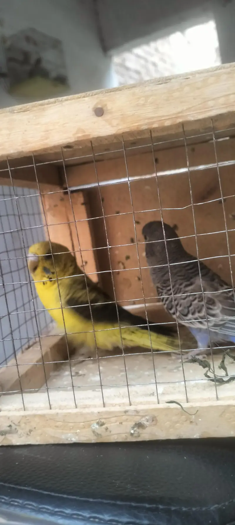 budgie , lovebirds, hogo — photo 5