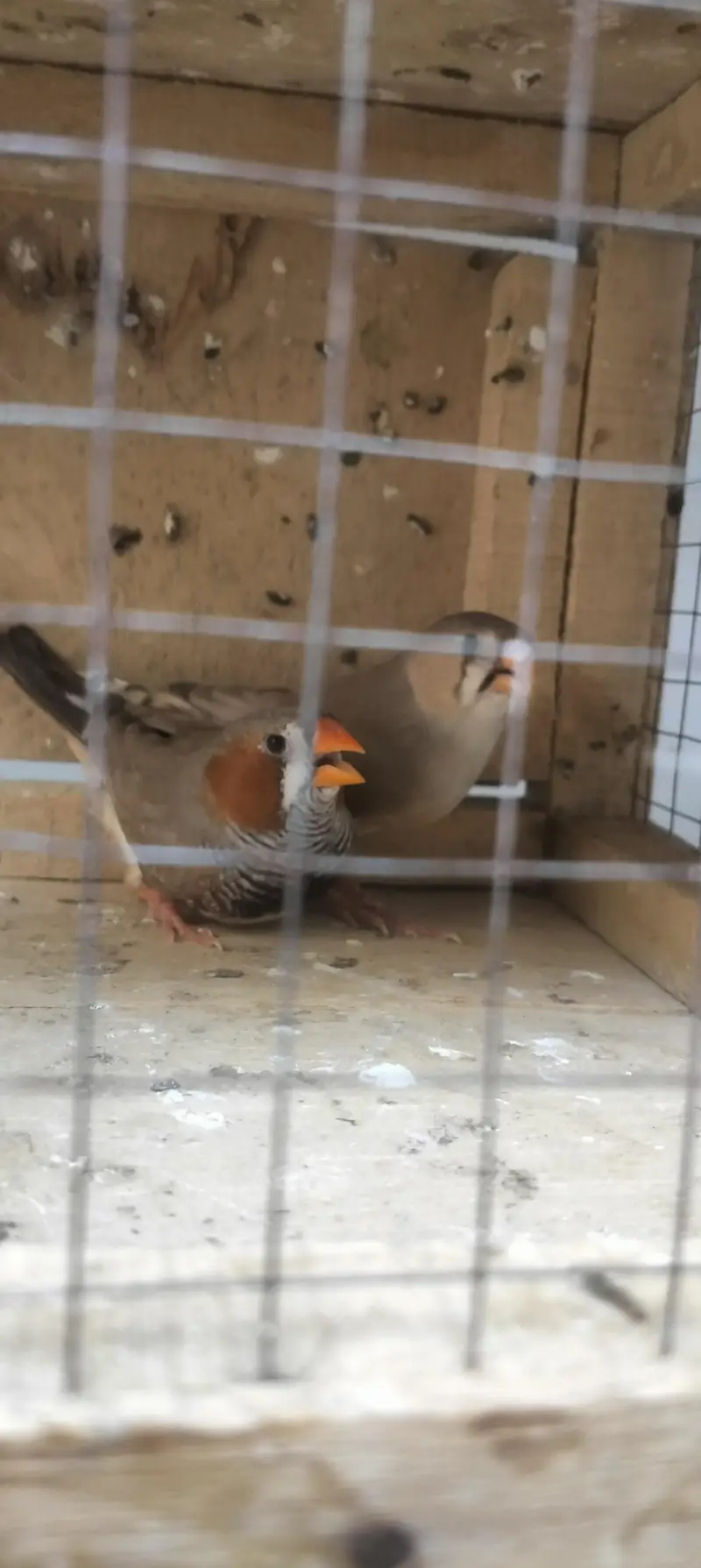 budgie , lovebirds, hogo — photo 6