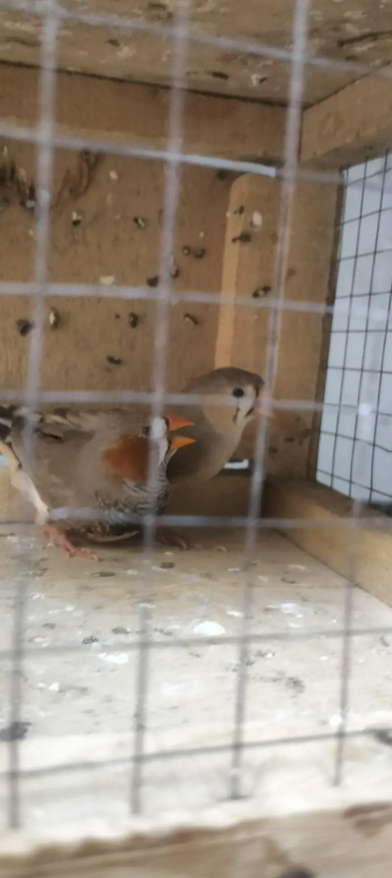 budgie , lovebirds, hogo — photo 7