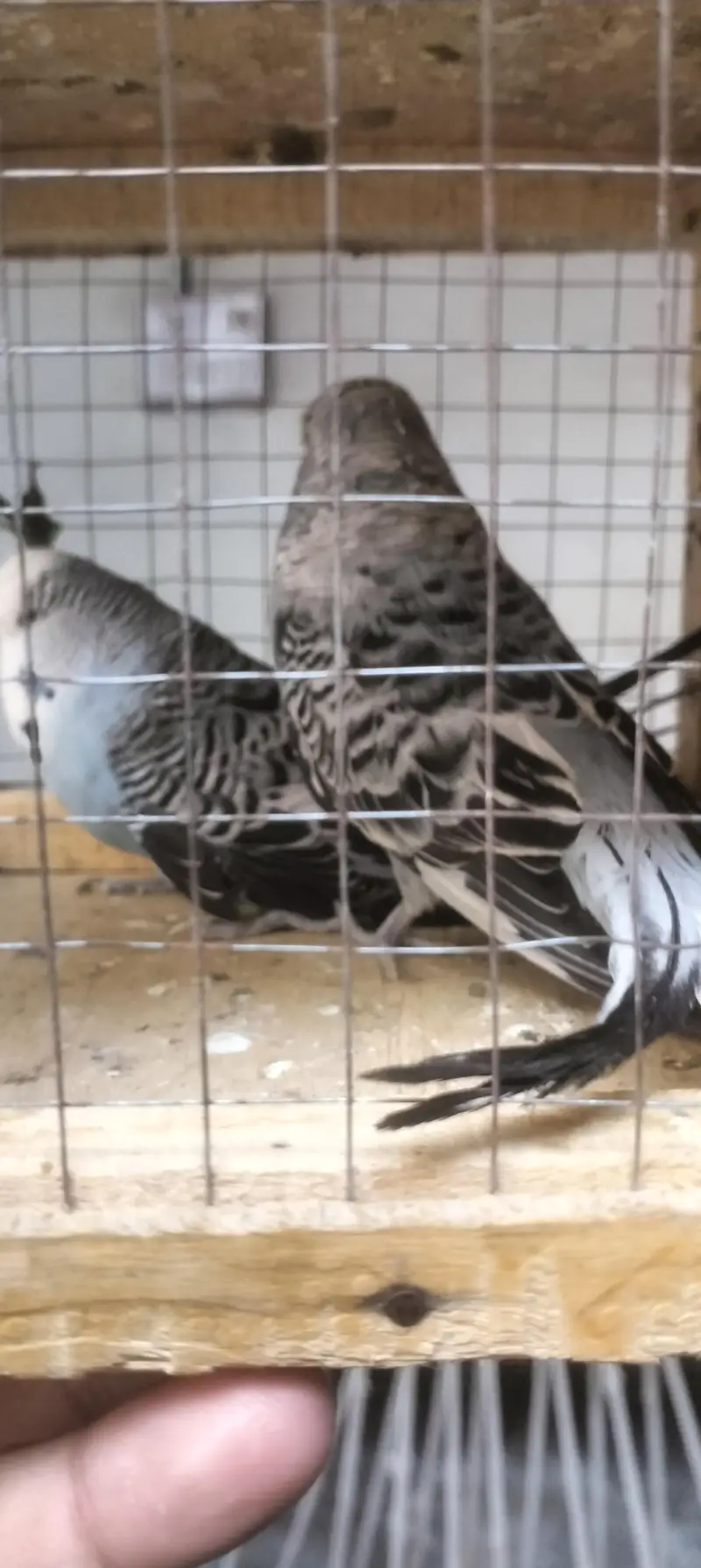 budgie , lovebirds, hogo — photo 8