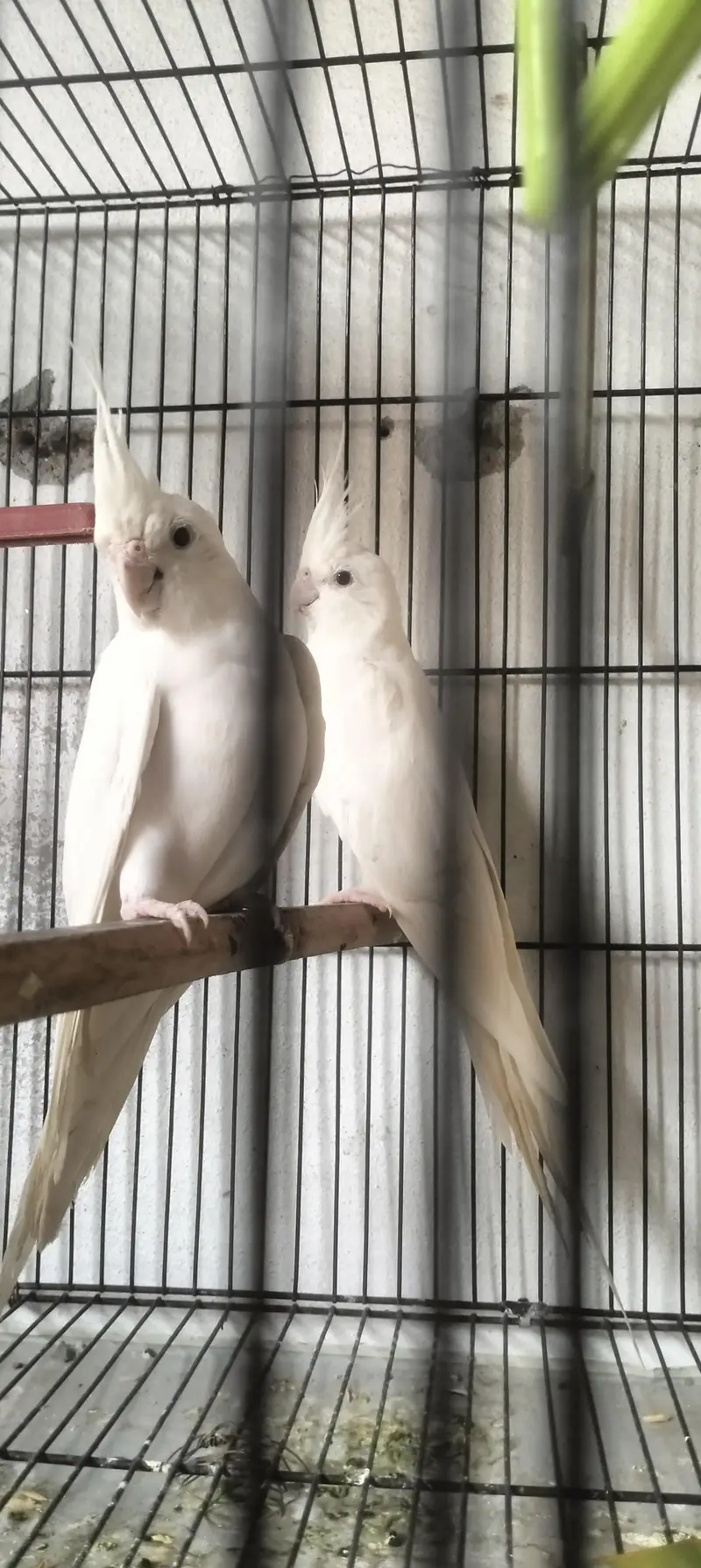 budgie , lovebirds, hogo — photo 9