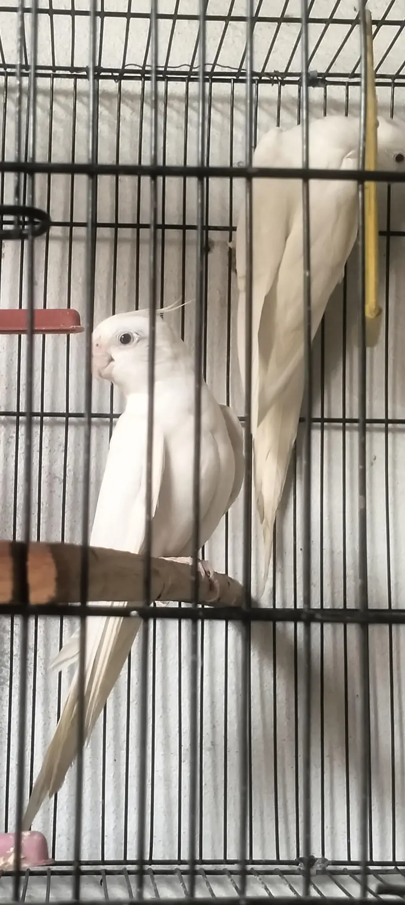 budgie , lovebirds, hogo — photo 10
