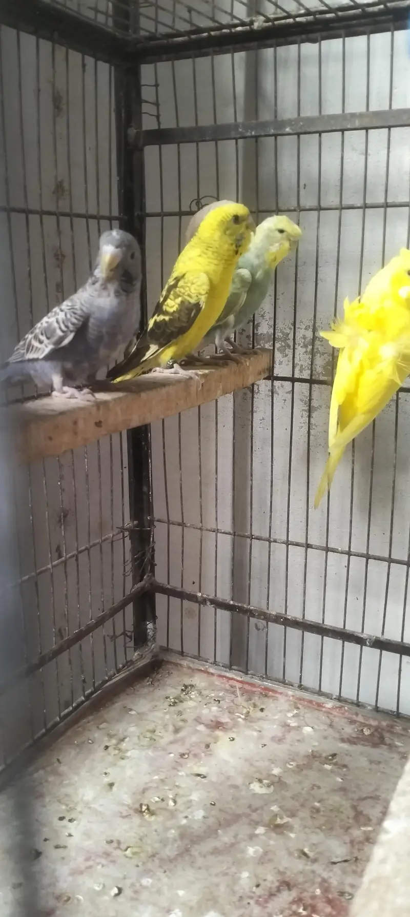 budgie , lovebirds, hogo — photo 11