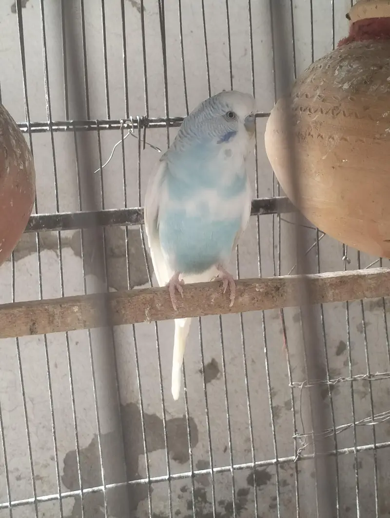 budgie , lovebirds, hogo — photo 12
