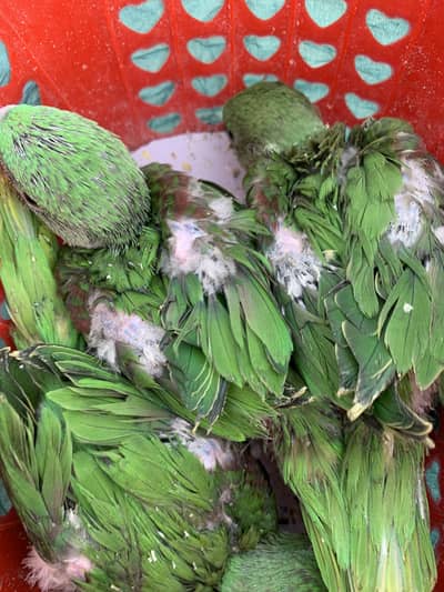 kashmiri Raw Chicks Jumbo Size Available