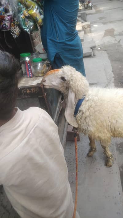 kajla bakra hai