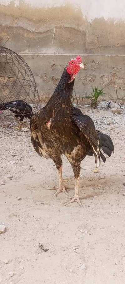 aseel Java