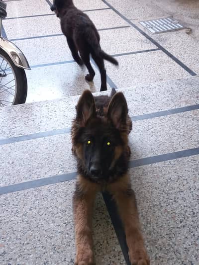 pedigree parents puppies non ped