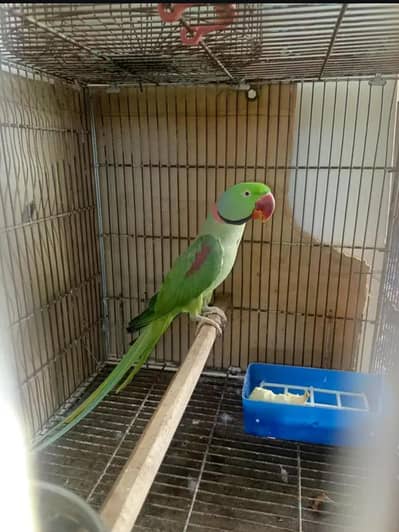 very bueatufull parot tamed and talking