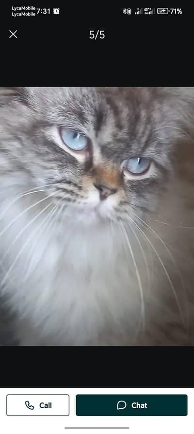 Persian male cat for sale