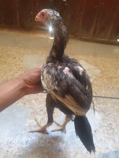 2 pathay for sale