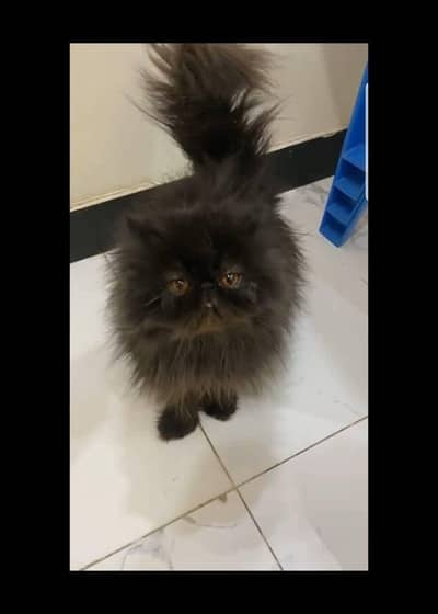 Persian family for paid adoption