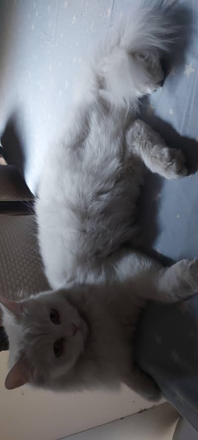 Female cat for sale