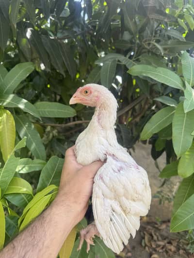 Aseel chicks for sale