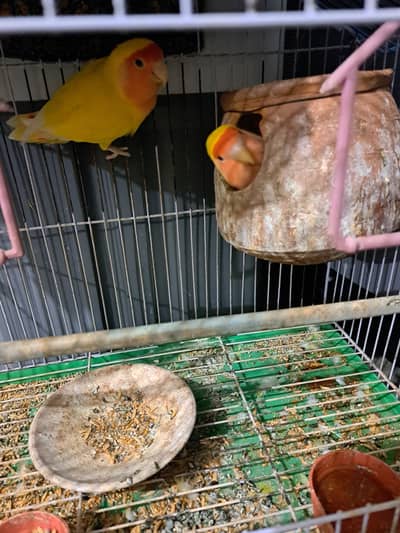 Pair parrots for sale with cage