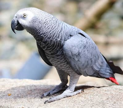 African angrey parrot talking hand