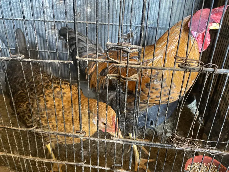 Desi Joray or ando wali madiya — photo 5