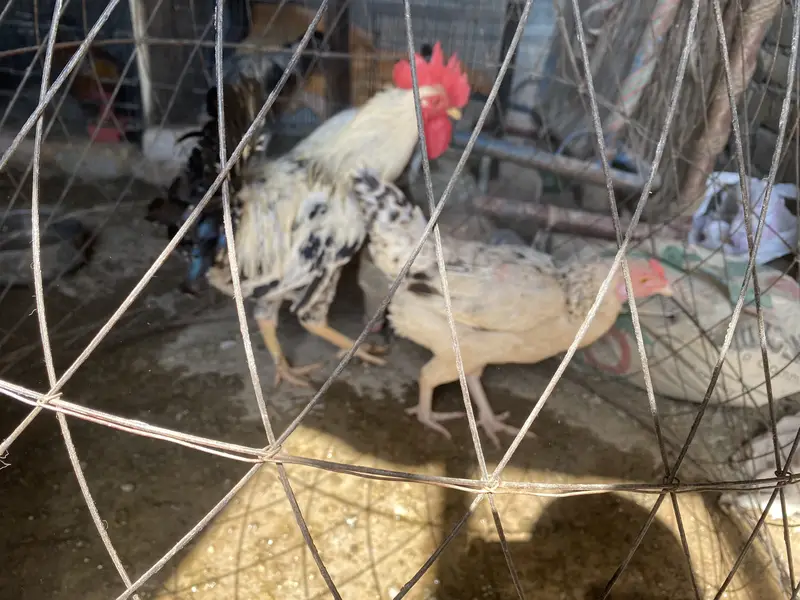 Desi Joray or ando wali madiya — photo 6