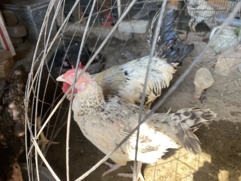 Desi Joray or ando wali madiya — photo 10