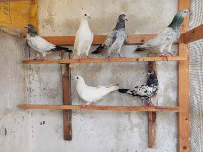 Kabli Kabootar For Sale