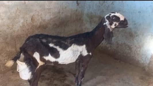 Pure Betal Bakri, 2 months guban, 36 height|| Desi Bakra|| 1.5 Female