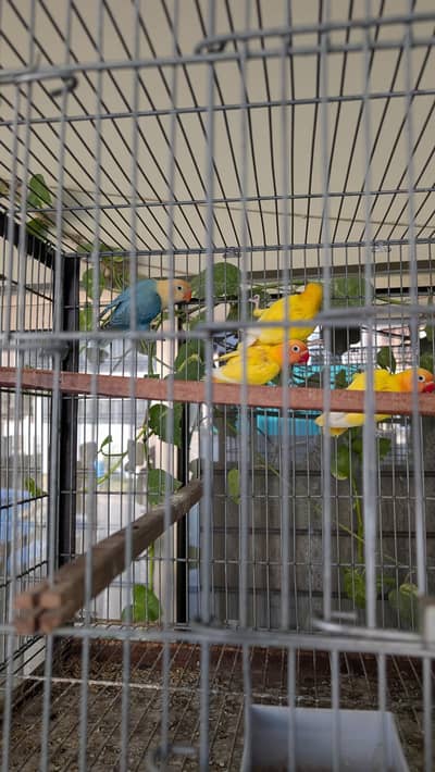 Budgies and love birds